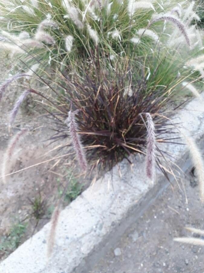 Cortaderia jubata