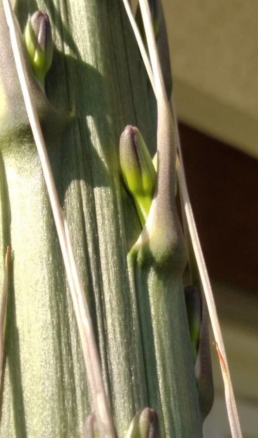 Agave filifera 3