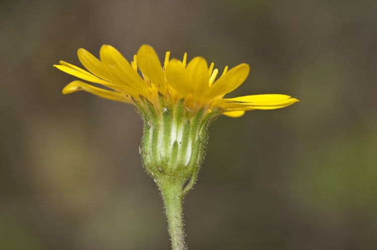 Heterotheca 9