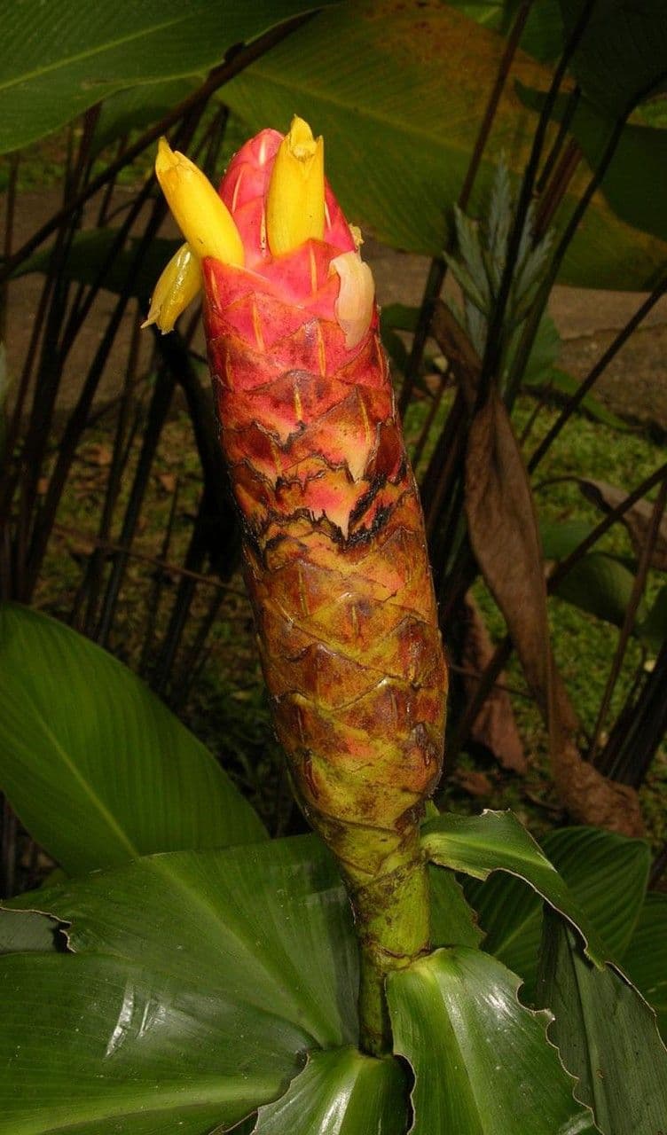 Costus 5