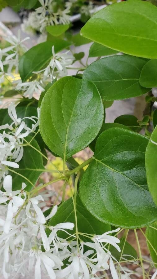 Chionanthus 18