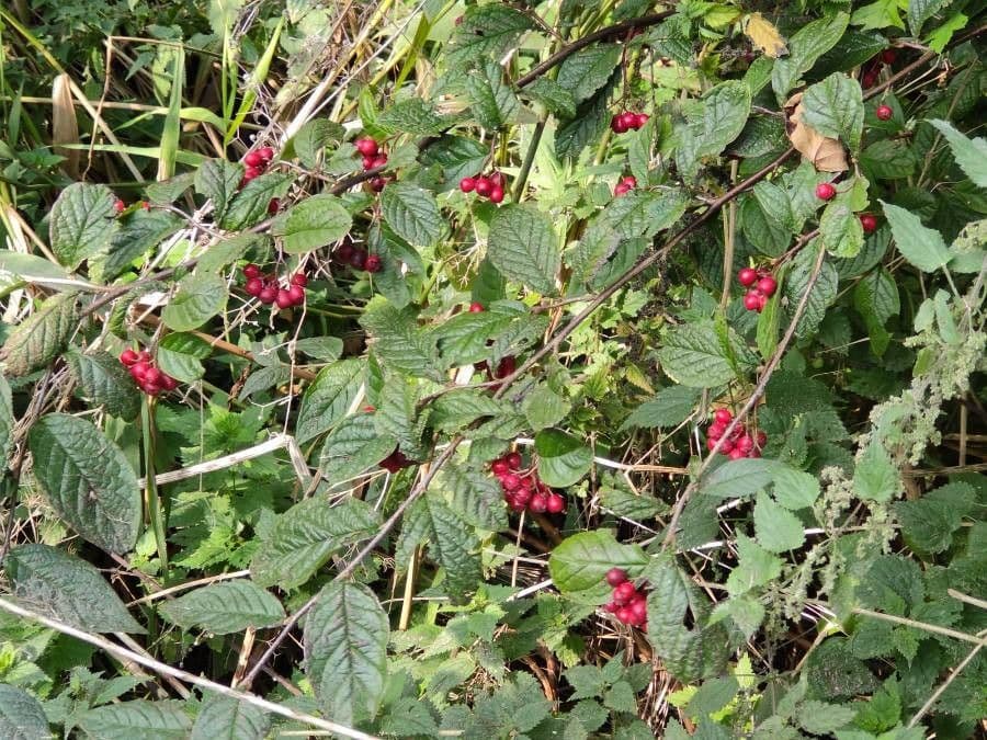 Cotonéaster 2