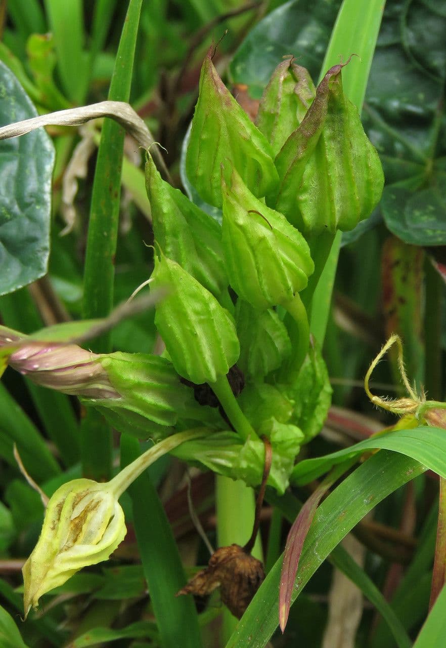 Ipomoea setifera 12