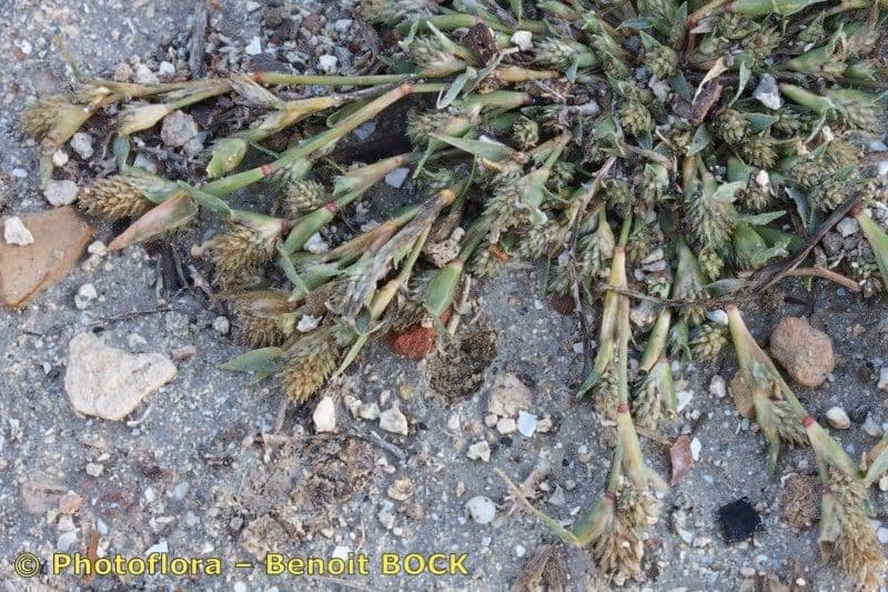 Crypsis schoenoides 22