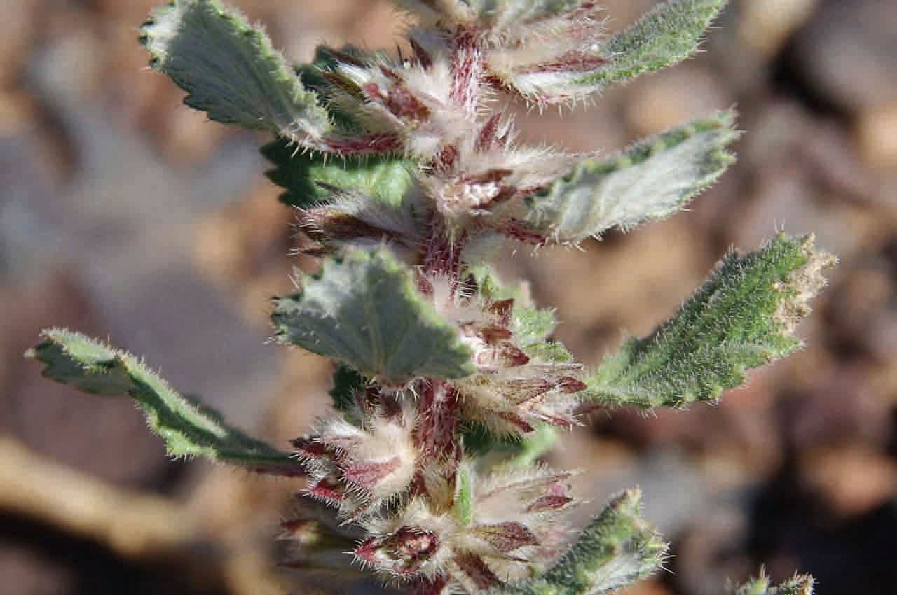 Forsskaolea 2
