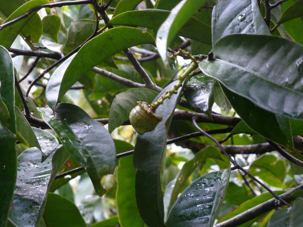 Eschweilera coriacea