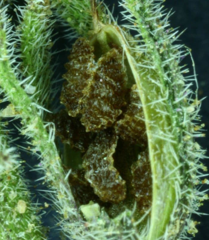Facelia bicolore 2