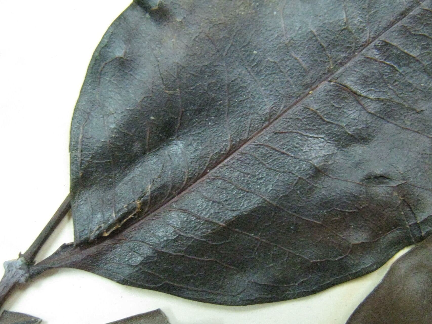Schwarzer Trauerbaum 4