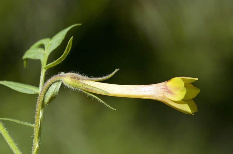 Polemonio paucifloro 2
