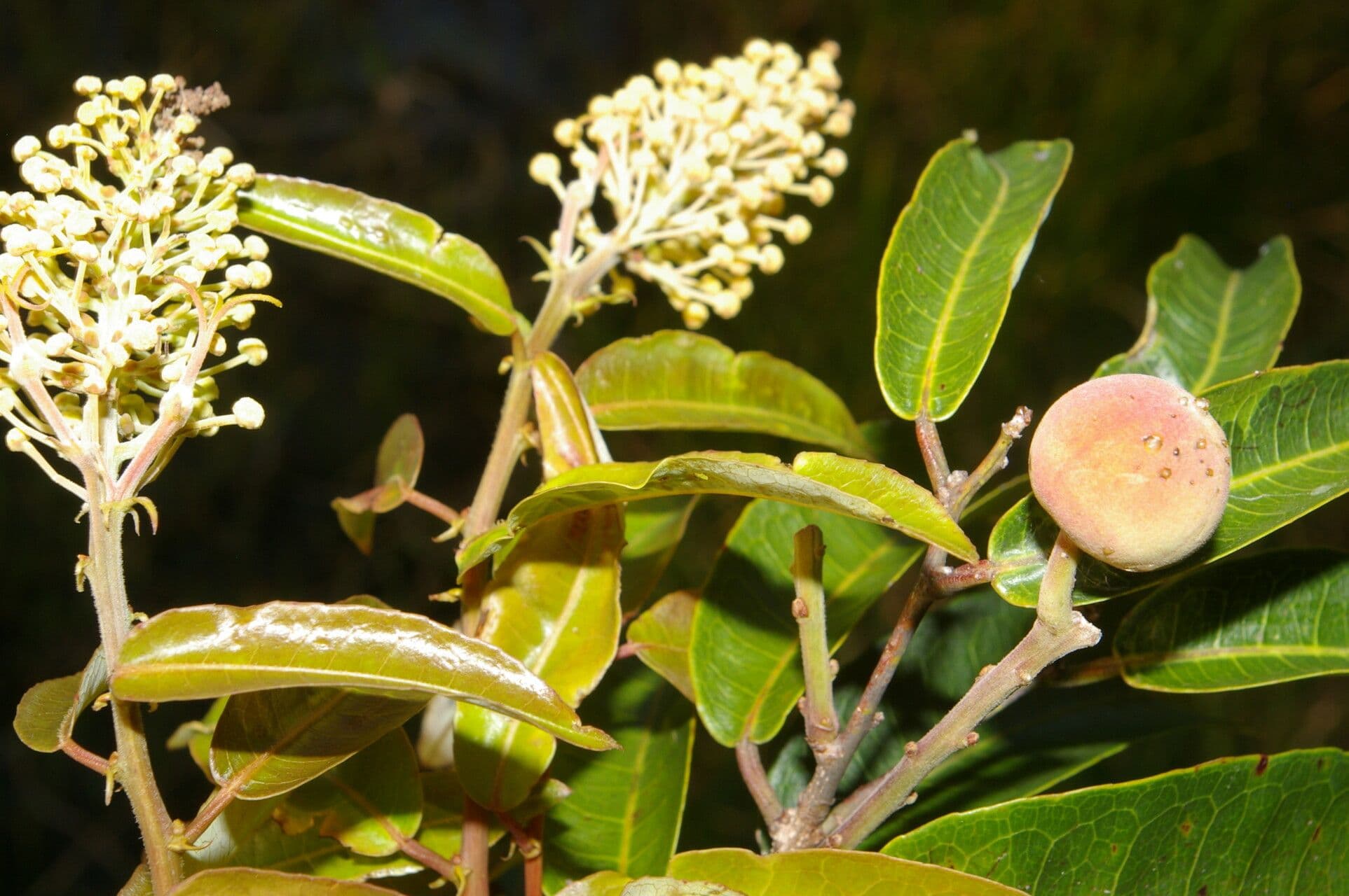 Mabea occidentale 8