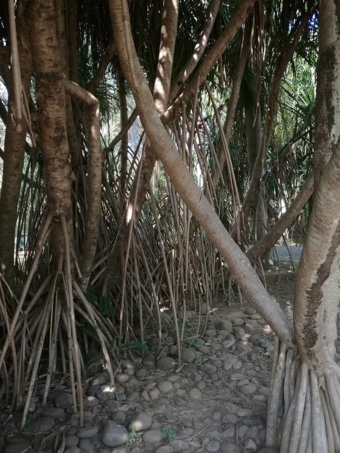 Pandanus 7