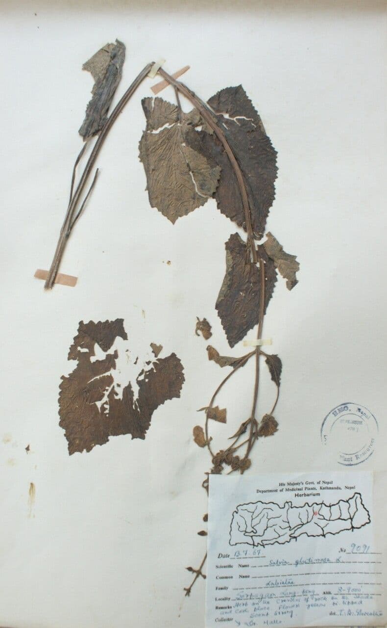 Salvia 4