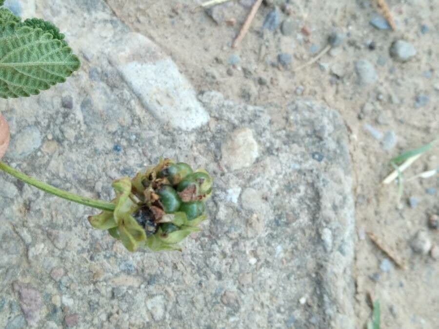 Lantana 2