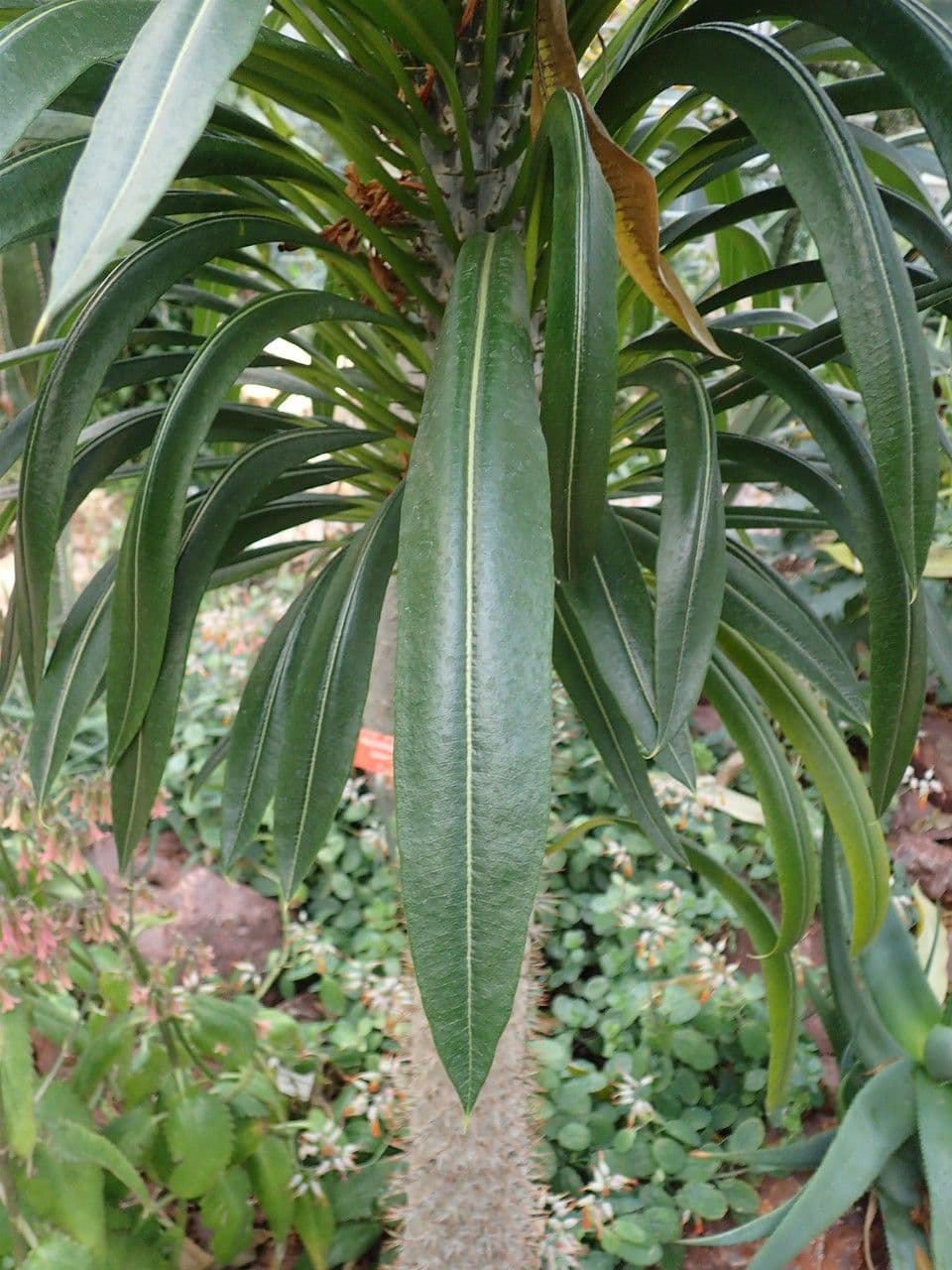Pachypodium 7