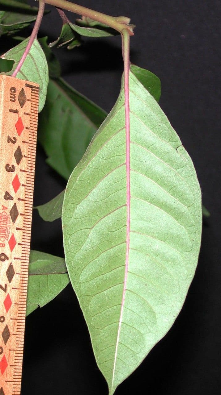 Neea laetevirens 9