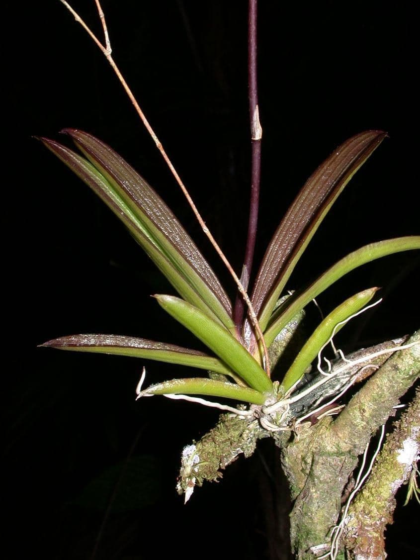 Ionopsis 20