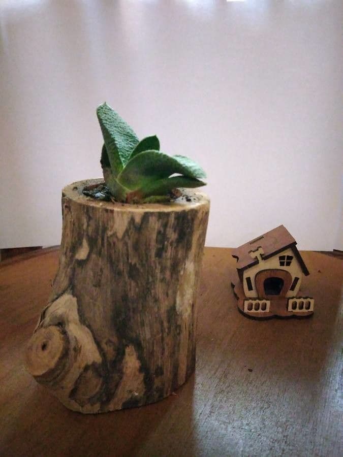 Gasteria 3