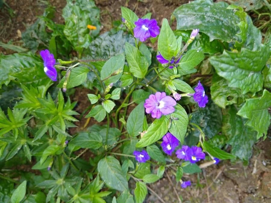 Browallia 5