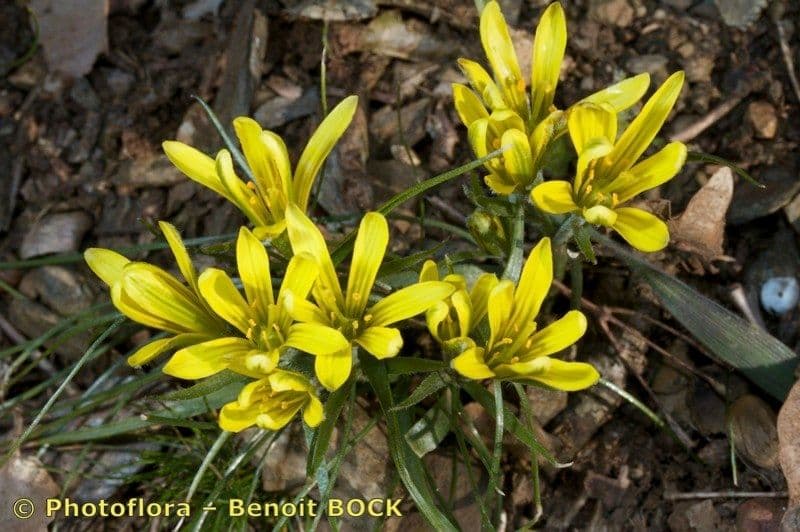 Gagea bohemica 20