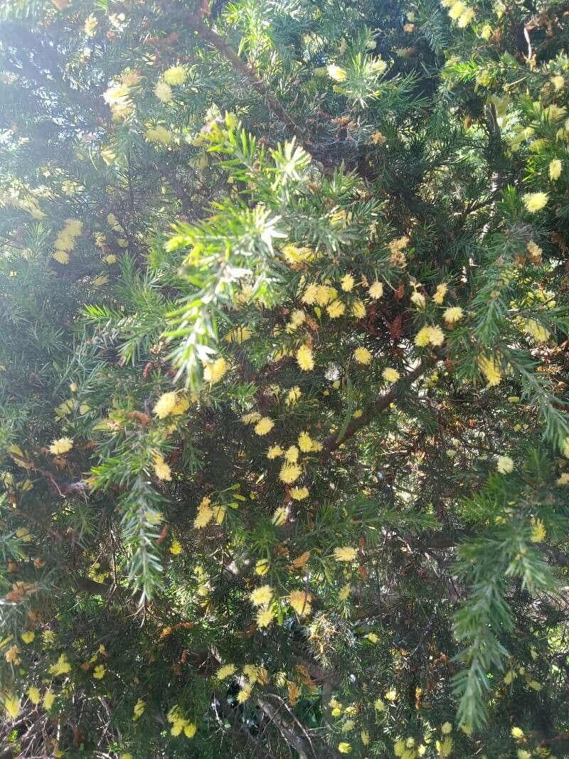 Acacia verticillata 4