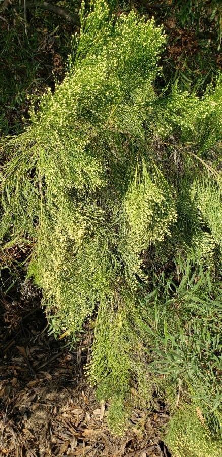 Baccharis neglecta 13