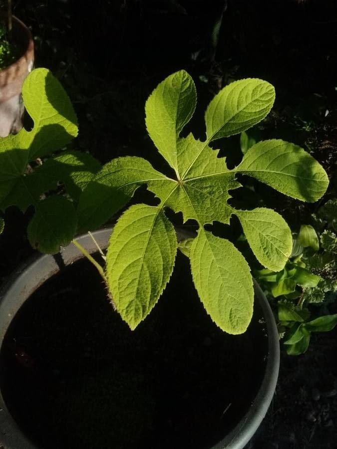 Brassaiopsis 4