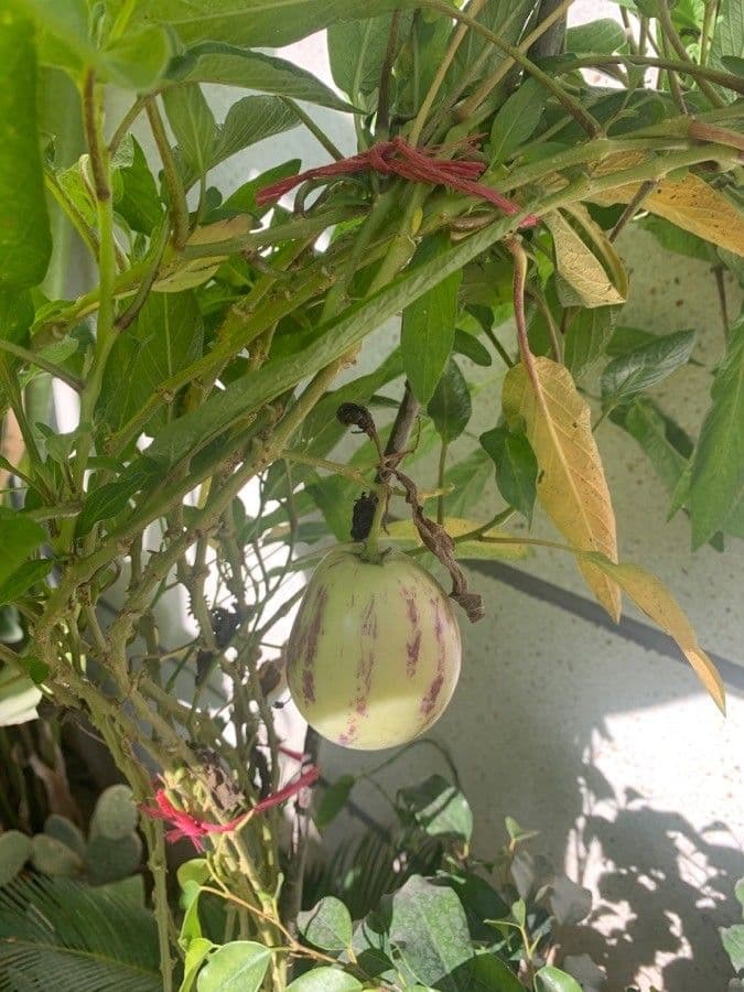 Pepino 3