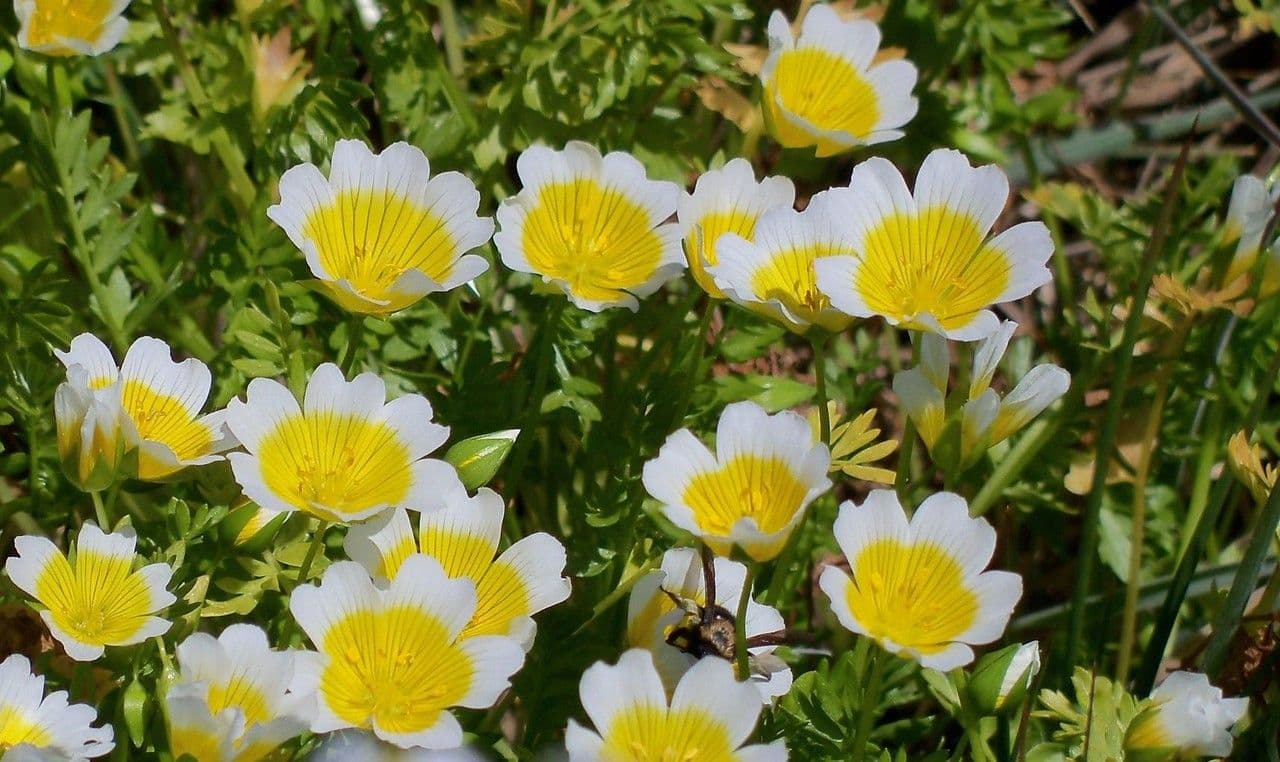 Limnanthes 7