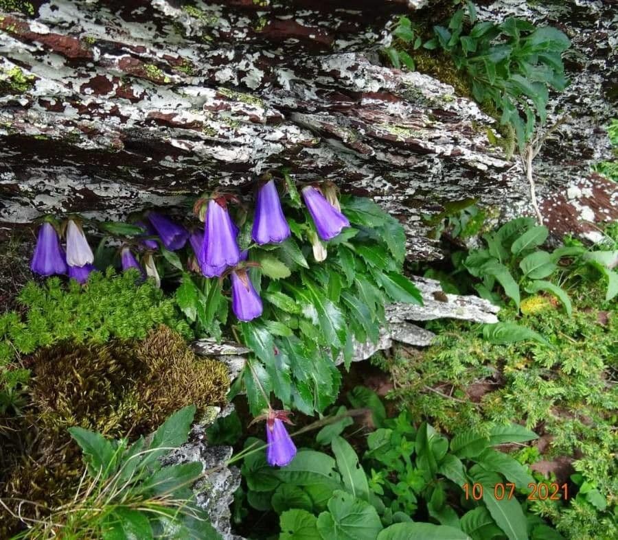 Campanula 4