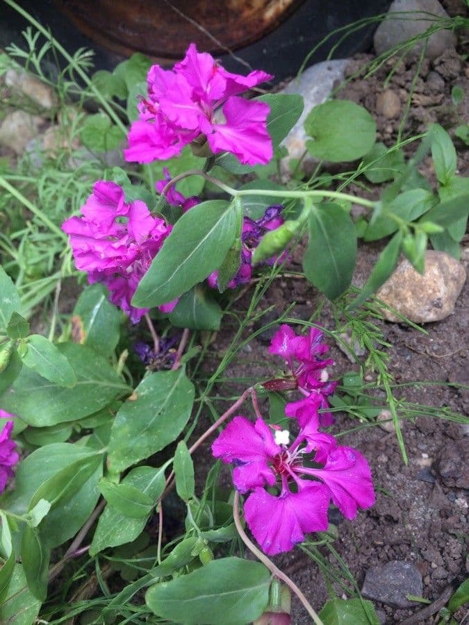 Clarkia 13
