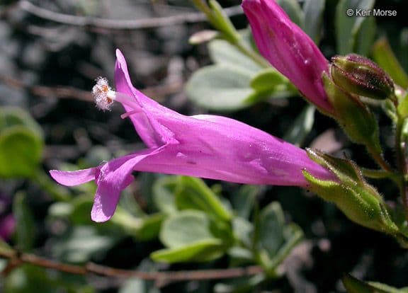 Penstemon rupicolo 4