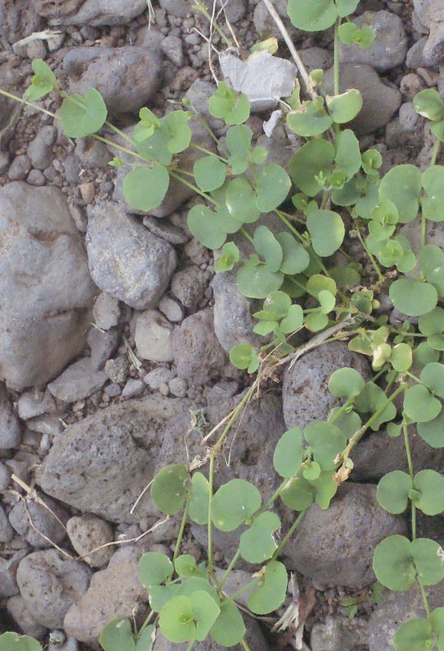 Drymaria cordata 9