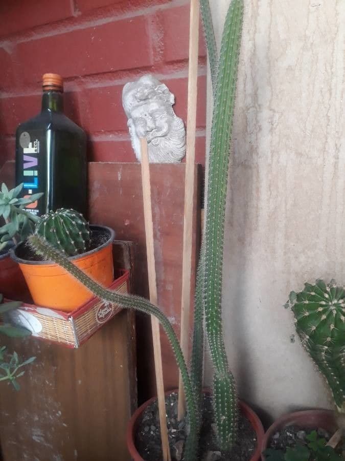 Espostoa lanata 24