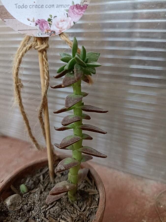 Crassula 26