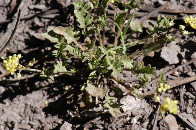 Rorippa curvipes 4
