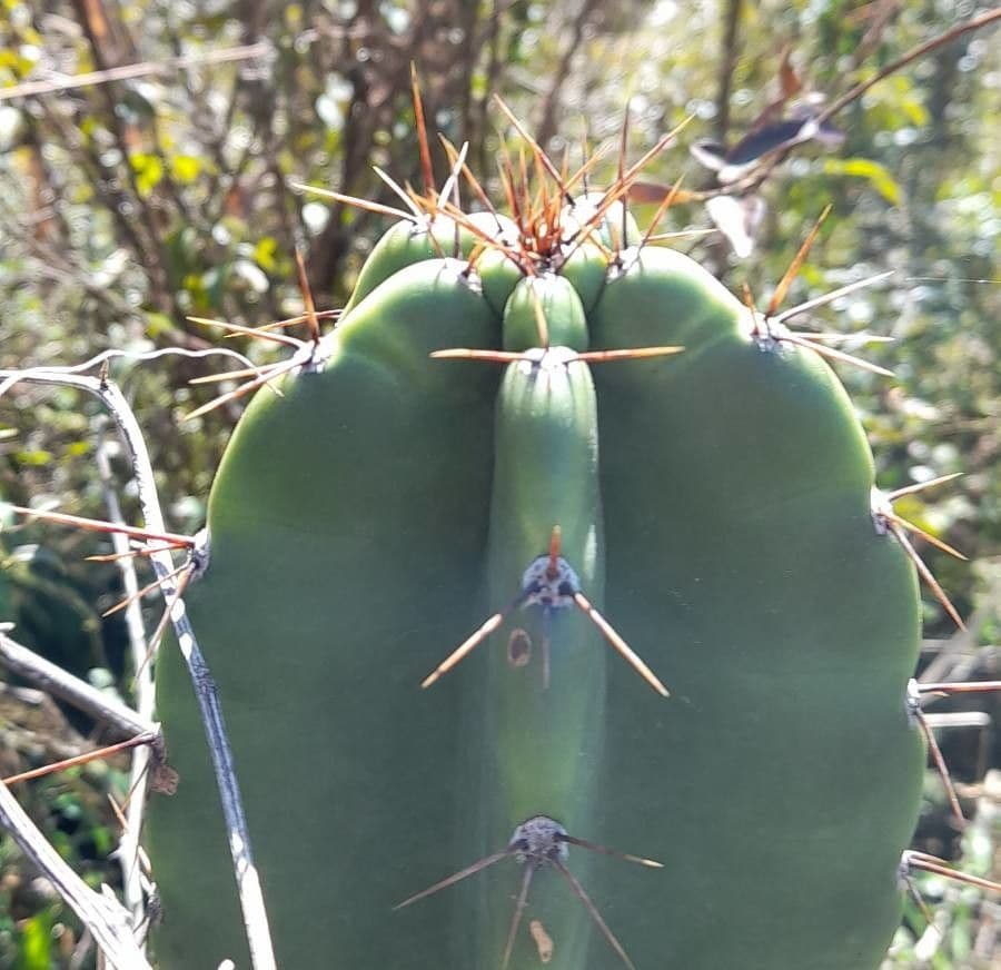 Cereus 11
