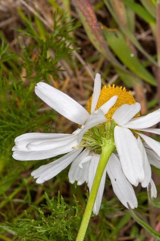 Scentless mayweed 21