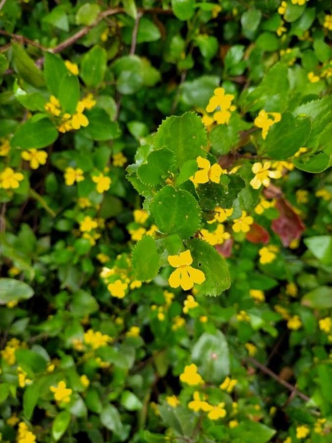 Goodenia ovata 5
