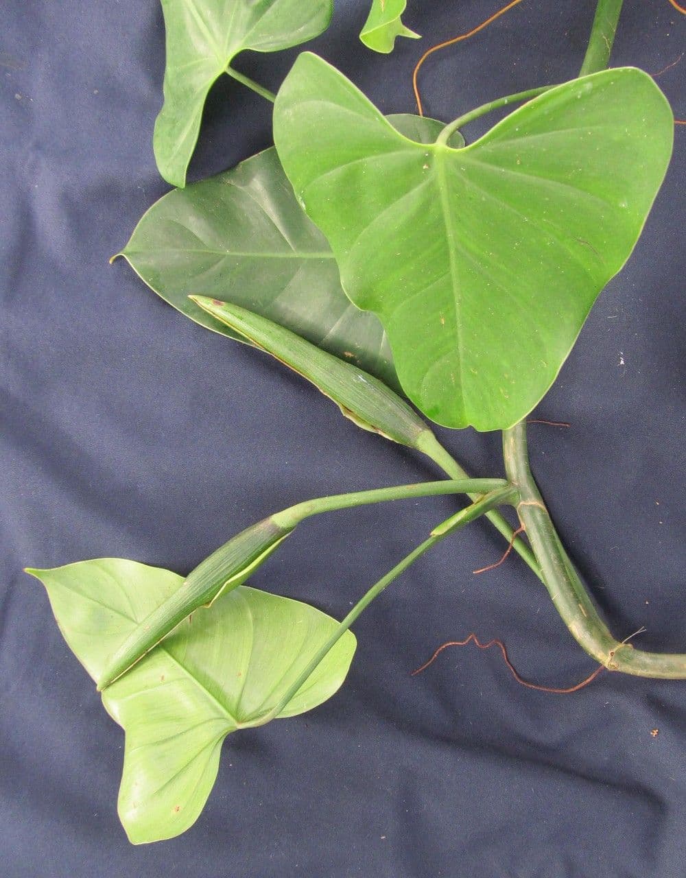 Philodendron 5