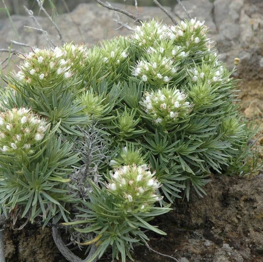 Echium ostny 5