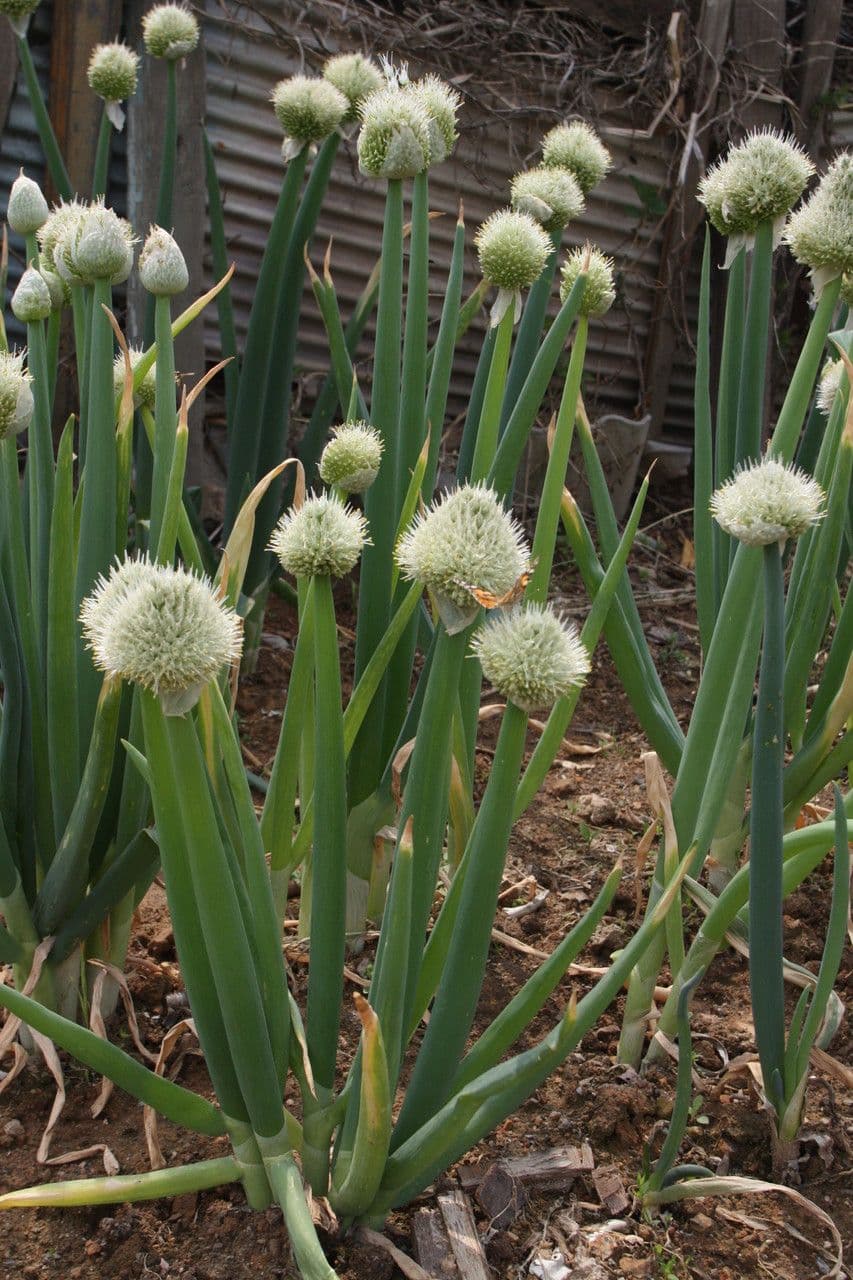 Cebula dymka 11