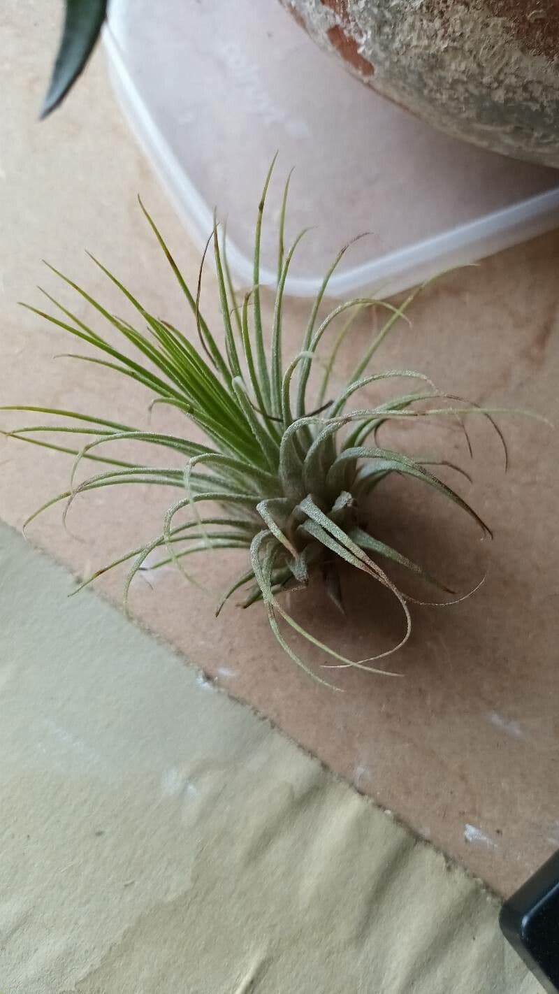 Tillandsia ionantha 13