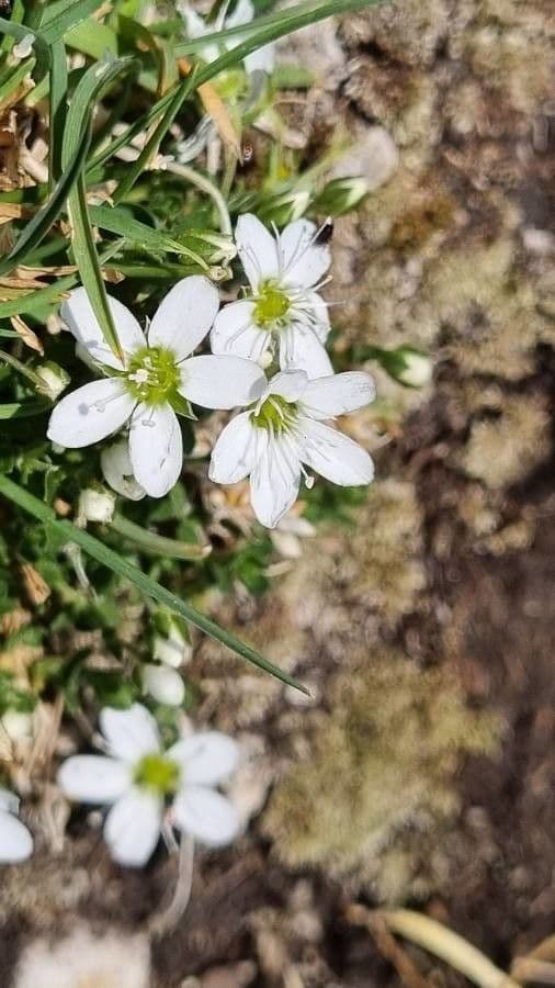 Arenaria ciliata 2