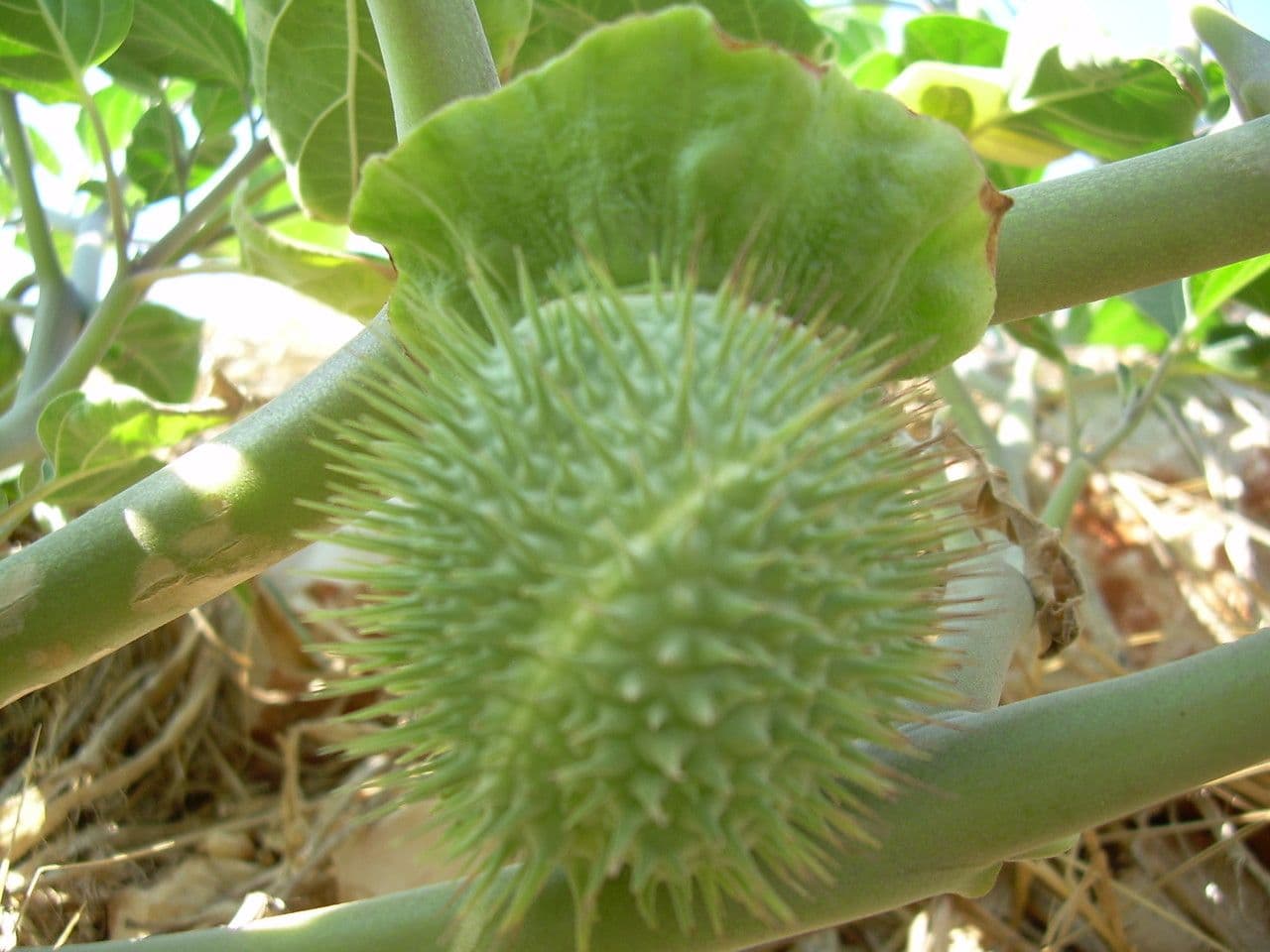 Datura di Wright 4