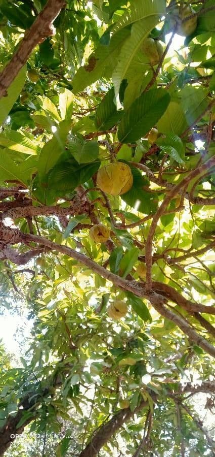 Dillenia indica 27