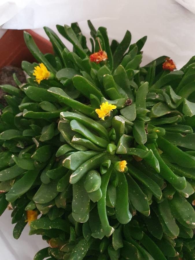 Glottiphyllum 14