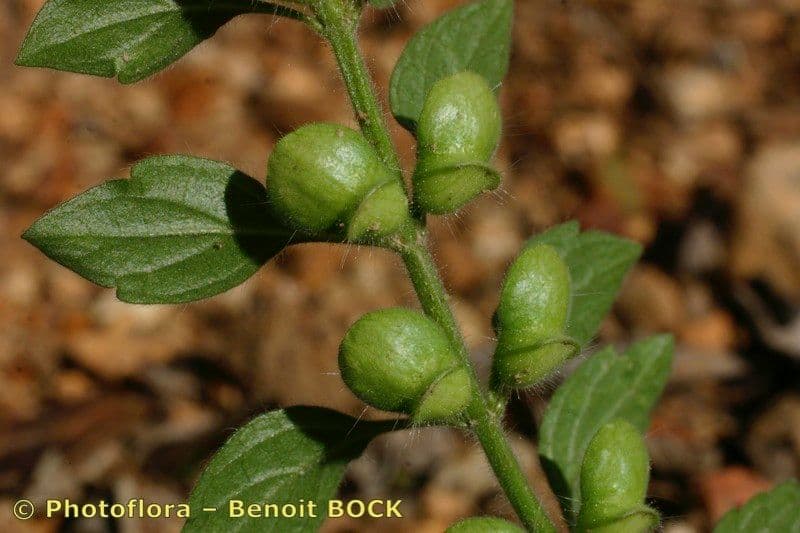 Scutellaria