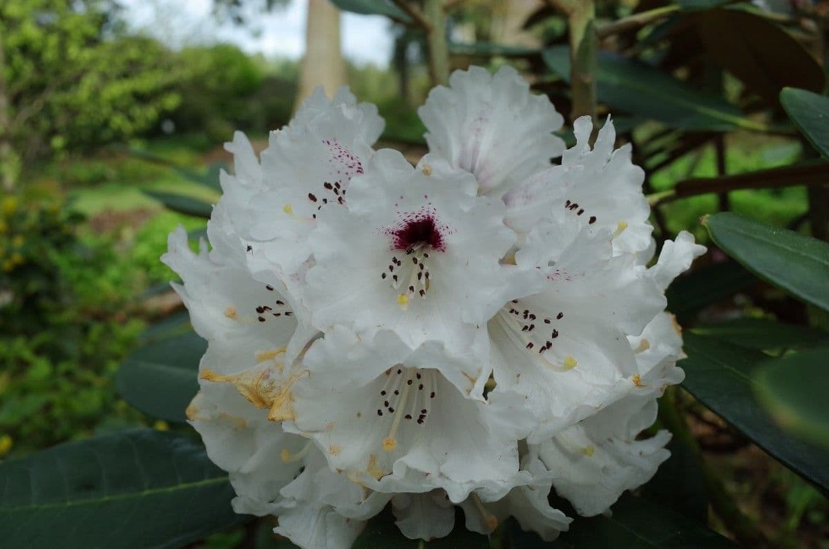Rododendro 2