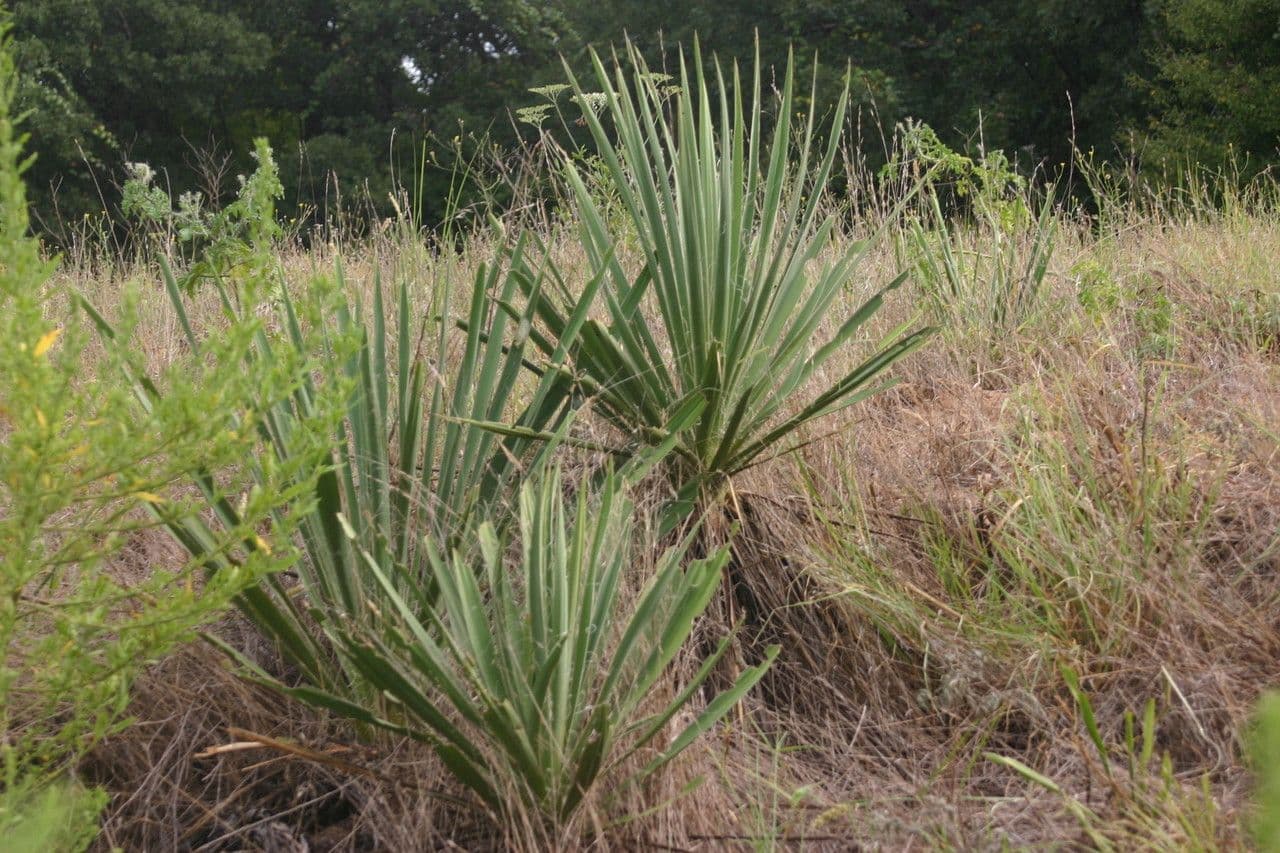 Brazos-Fluss-Yucca 7