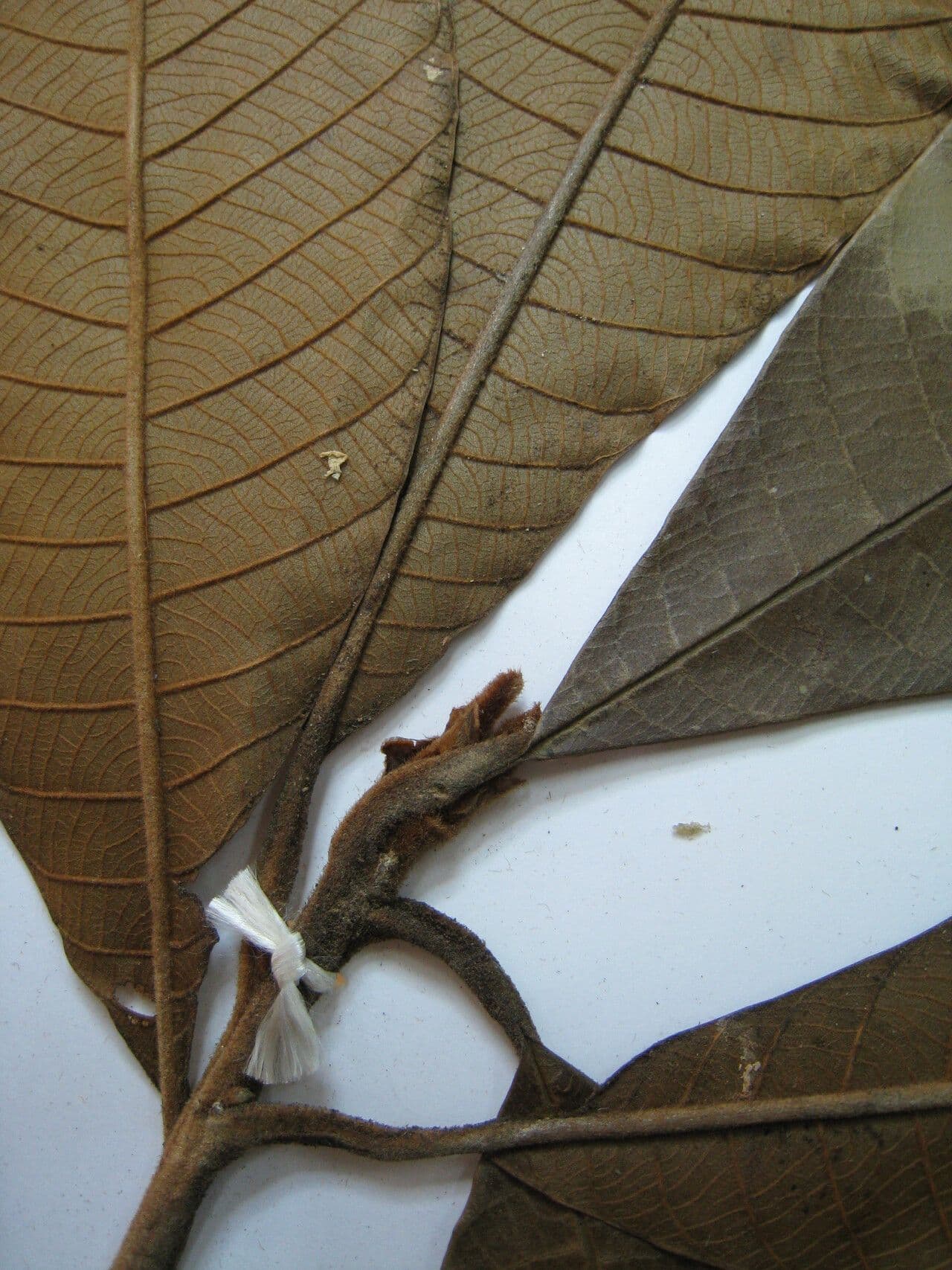 Ecclinusa 12